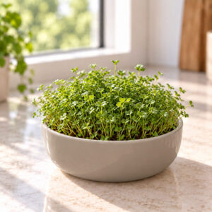 Grow Bowl Startpakket