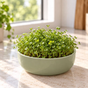 Grow Bowl Startpakket